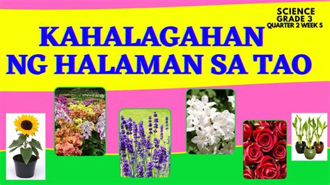 Kahalagahan ng mga halaman: Para sa mga nabubuhay na .
